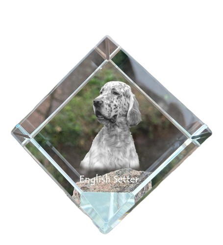 English setter anglais - setter,anglais,