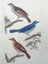 BUFFON / VAUTHIER Gravure