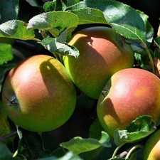 Pommier 'Cox Orange Pippin' *