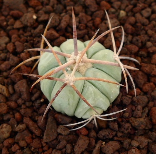Echinocactus horizonthalonius