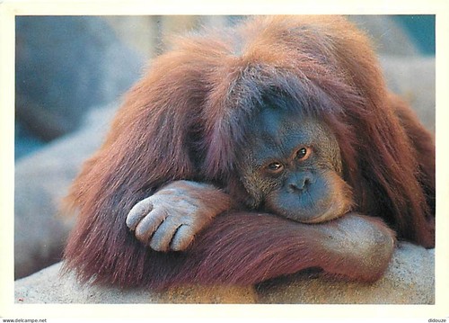Carte postale animaux - postale,