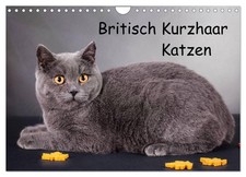 British shorthair chats (Calendrier mural 2026 DIN A4 horizontal), CALVENDO cale