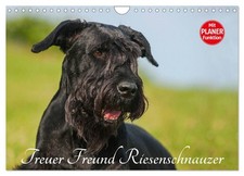 Ami fidèle Schnauzer géant