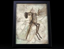 Réplique Dinosaure Suni