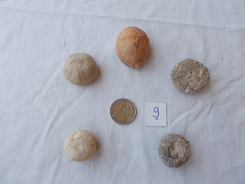 Lot divers fossiles - divers,