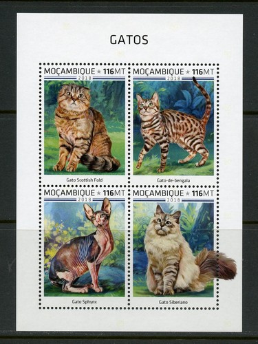 Mozambique 2018 cats - mozambique,