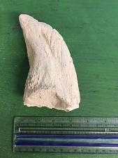 Plâtre Camarasaurus Griffe