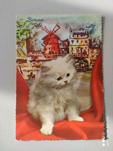 Carte postale chat - cp,