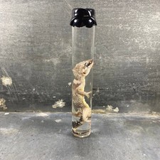 #4 - Spécimen humide de gecko