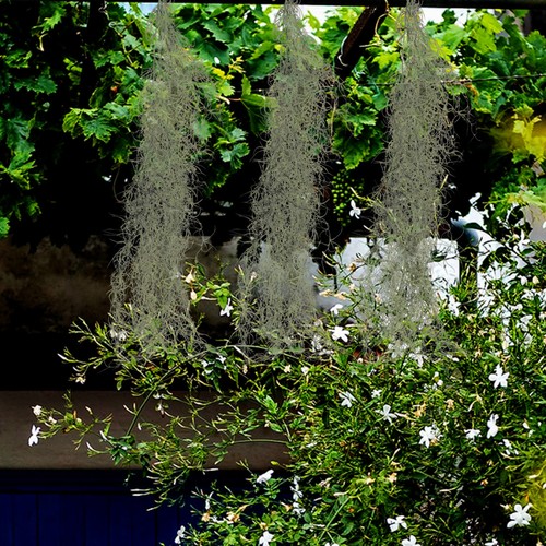 Mousse plante fausse plantes - fausse,