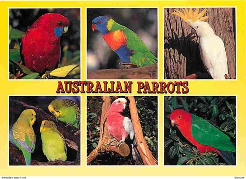 Carte postale animaux - carte,