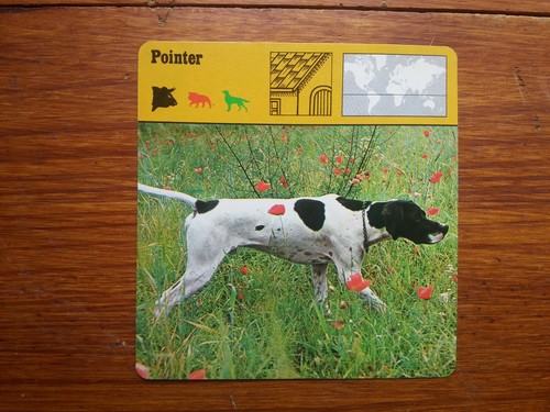 Pointer chien carte - chien,