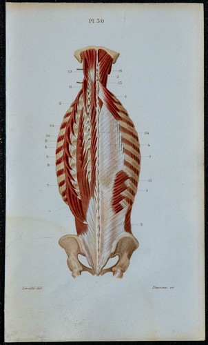 1852 planche anatomie - -,