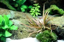 Aquarium Plante Cryptocoryne