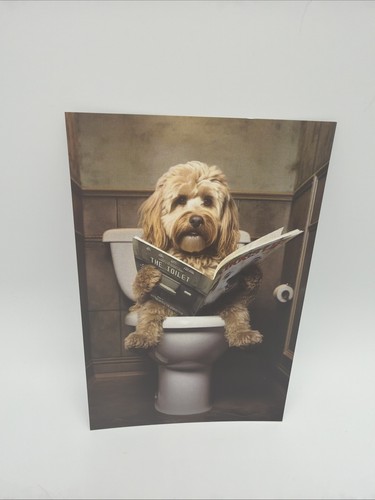 Affiche humoristique cockapoo - humoristique,