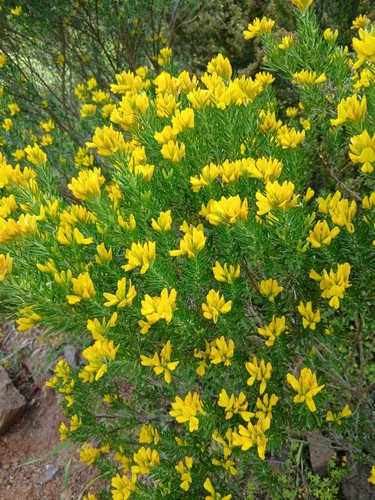 Genista linifolia 50 - , (50