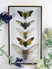 5 véritables insectes