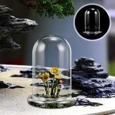  Terrarium de plantes