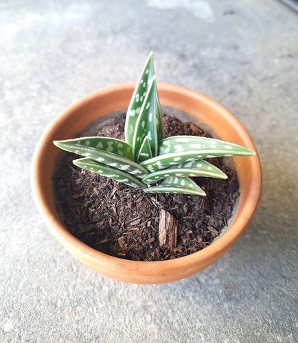 Aloe tigré variégata easy - aloe,