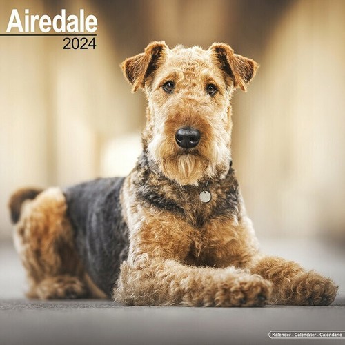 Calendrier 2024 airedale - calendrier,