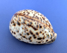 Cypraea Tigris blanche 100,1
