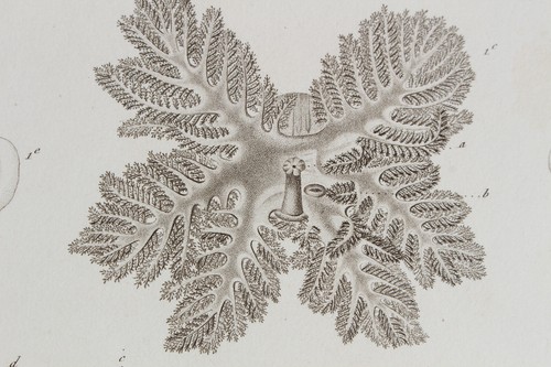 Molluscs engraving animal - engraving,