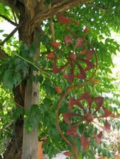 Rouille noble éolienne