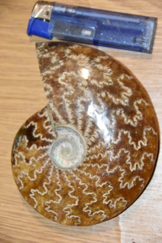 Rare grande ammonite - rare,
