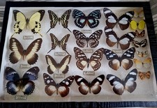 Boite entomologique 39X26 cm contenant 22 papillons provenance Afrique tropicale