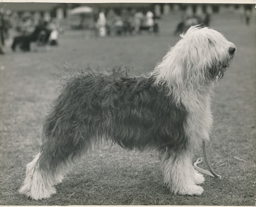 Bobtail 1950 chien - 1950,