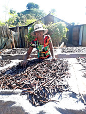 20 gousses de Vanille Bourbon Gourmet de Madagascar 18/20cm 2024 par productrice