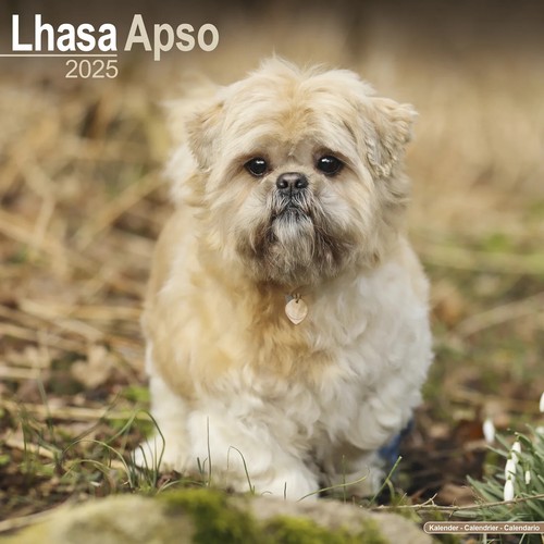 Calendrier 2025 lhassa apso - 2025,