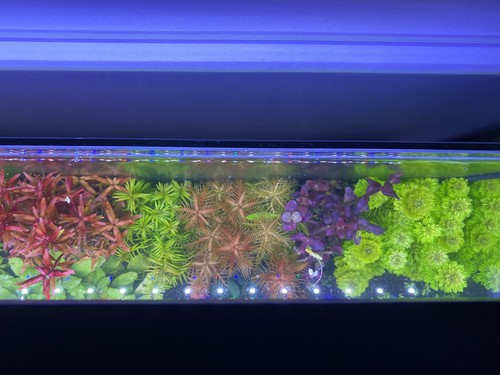 Promo lot plantes aquarium - lot,