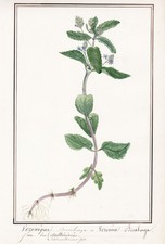 Bach-Ehrenpreis Bachbunge