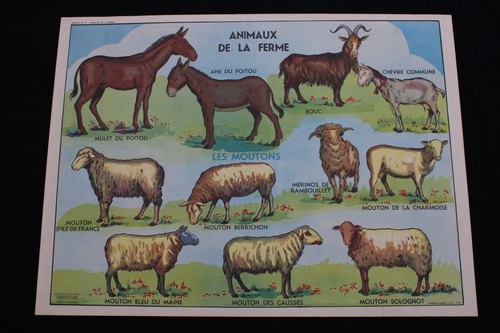 R198 affiche scolaire papier - affiche,