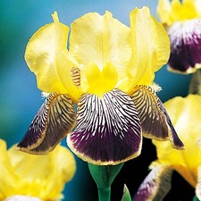 Iris Rhizome vivace Fleurs