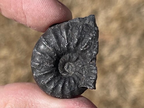 Peru fossil ammonite - peru,