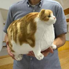 Peluche poupée chat Fatty Zoo