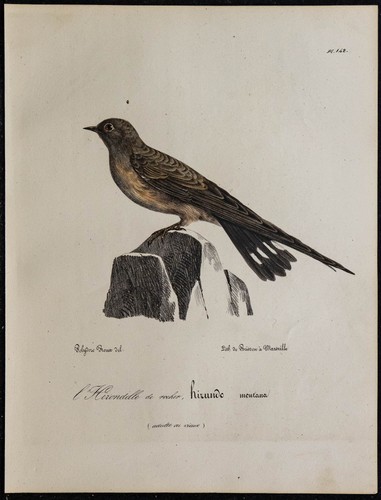 1830 hirondelle rupestre - -,