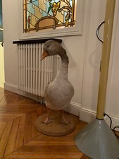 Animal empaillé OIE, acheté chez DEYROLLE PARIS (A retirer sur Paris 16)