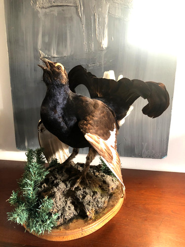 Taxidermie joli tétras lyre - joli, tÉtras-lyre