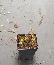 Ficus carica 'Francuesco' /