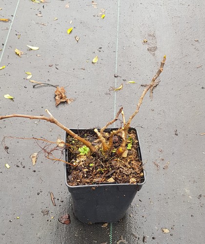 Ficus carica francuesco - carica, 'francuesco'