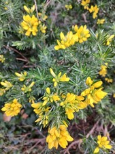 Genista  Linifolia (Rare plant