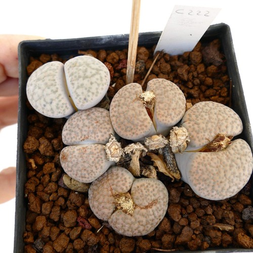 Lithops fulviceps lactinea - lithops,