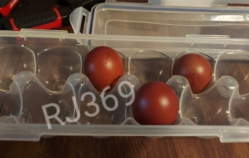 Wow black copper marans - ●《wow,