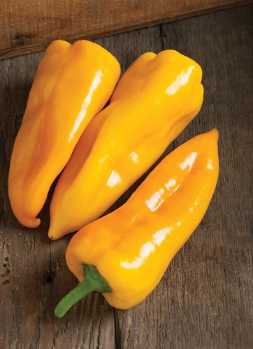 Graines non traitées de - 50,