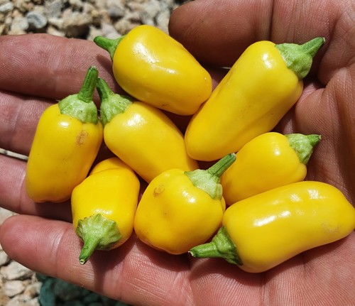 Chili tabasco jaune court - chili,