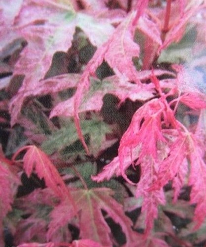 Erable feuille rouge acer - ♫,