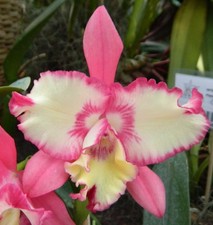 Slc. Fire Fantasy 'Hihimanu'